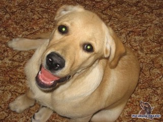 Zlat� retr�vr, fena (4,5 m�s�ce)