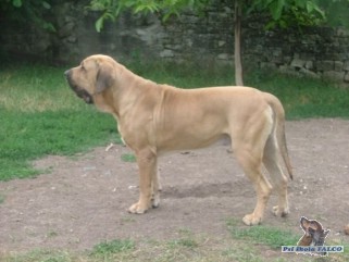 Brazilsk� fila, pes (3 roky)