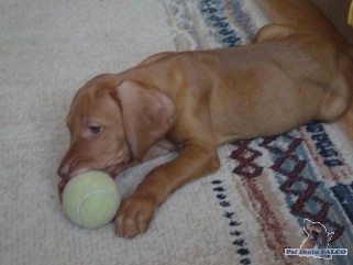 Ma�arsk� oha�, pes (2 m�s�ce)