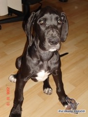 N�meck� doga, fena (3 m�s�ce)