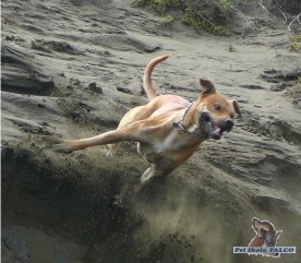 K��enec pitbulla, pes (18 m�s�c�)