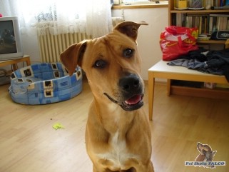 AMSTAF x labrador, pes (9 m�s�c�)