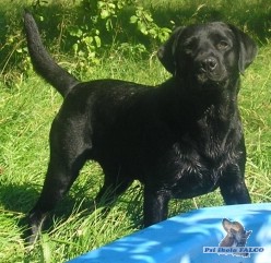 Labrador, pes (5 let)