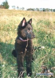 Belgick� ov��k (Groenendael), pes 14 t�dn�