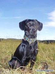 K��enec, pes (2 roky)