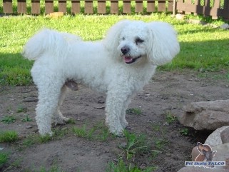 Bi�on frise, pes (3 roky)