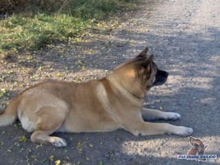 Akita-inu, pes (12 let)