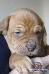 Americk� buldok x ma�arsk� oha�, fena (4 t�dny)