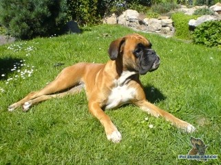 Boxer, fena (2 roky)