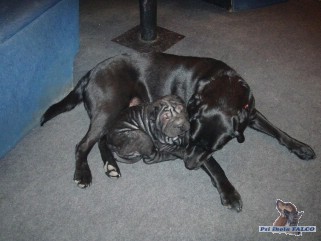 �arpej/labrador, pes/fena (3 m�s�ce/2 roky)