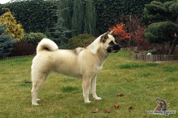 Americk� akita, fena (2 roky)