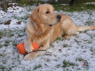 Zlat� retr�vr, pes (20 m�s�c�)