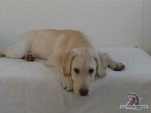 Labrador, pes (st��� 5 m�s�c�)