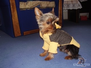 Jork��rsk� teri�r, fena (5 m�s�c�)