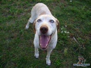 Evropsk� sa�ov� pes, pes (8 let)