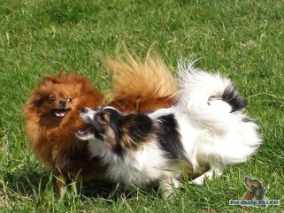 Mal� n�meck� �pic/papillon, fena/pes (3,5/1,5 roku)