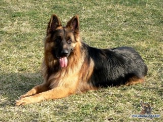 N�meck� ov��k, pes (18 m�s�c�)