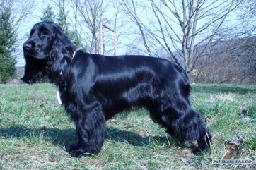 Anglick� kokr�pan�l, fena (10 m�s�c�)