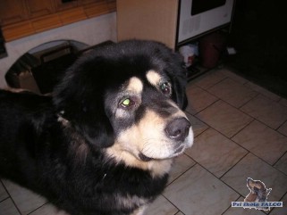 Tibetsk doga, pes (7 msc)