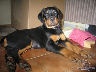 Rotvajler x dobrman, pes (3 m�s�ce)