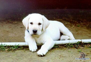 Labrador, pes (st��� 8 t�dn�)