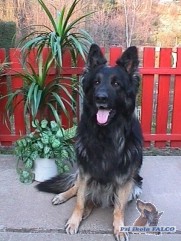 N�meck� ov��k, pes (4,5 roku)