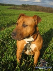 Americk� pitbulteri�r, fena (11 m�s�c�)