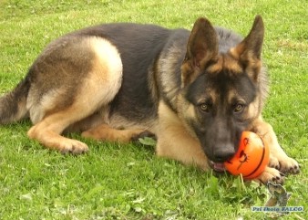 N�meck� ov��k, pes (8 m�s�c�)