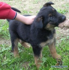 N�meck� ov��k, pes (2 m�s�ce)