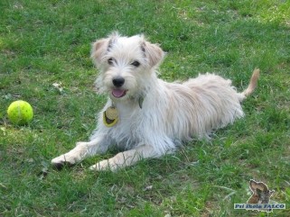 K��enec, fena (8 m�s�c�)