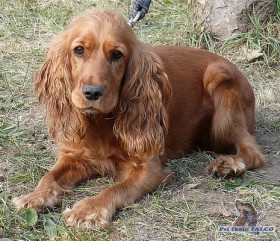 Anglick� kokr�pan�l, fena (1 rok)