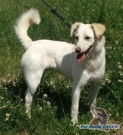 K��enec, fena (2 roky)