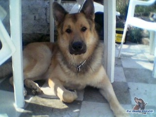 N�meck� ov��k x leonberger, pes (2 roky)