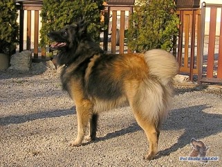 Belgick� ov��k, pes (3 roky)