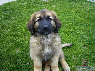 Leonberger, fena (11 t�dn�)