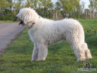 Komondor, pes (1 rok)
