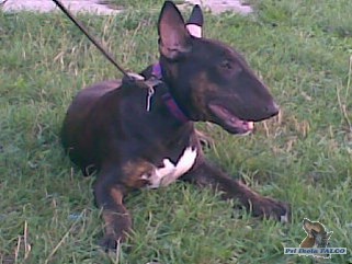 Bulteri�r, pes (5 m�s�c�)