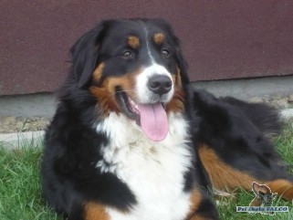 Bernsk� sala�nick� pes, fena (1 rok)