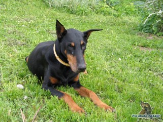 Dobrman, pes (15 let)