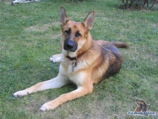 N�meck� ov��k, fena (9 m�s�c�)