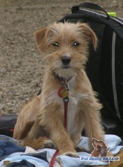 K��enec, fena (4,5 m�s�ce)