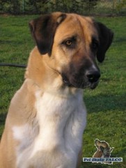 Anatolsk pasteveck pes, fena (3 roky)