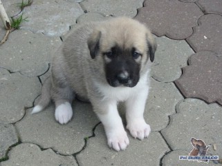 Anatolsk� pasteveck� pes, fena (5 t�dn�)