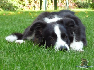 Borderkolie, pes (6 m�s�c�)