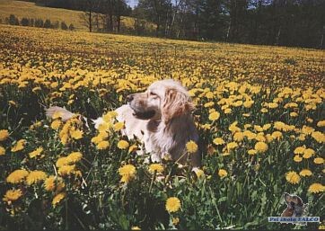 Hovawart, fena (st��� 3 roky)