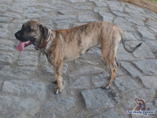 Kan�rsk� doga, fena (11 m�s�c�)