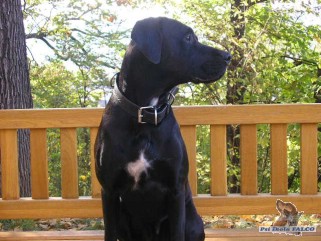 Boxer x n�meck� doga, pes (15 m�s�c�)