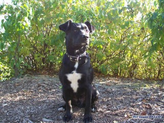 K��enec, pes (2 roky)