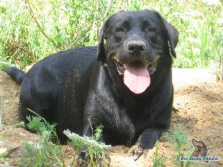 Labrador, fena (13 m�s�c�)