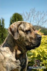 Brazilsk� fila, pes (1,5 roku)